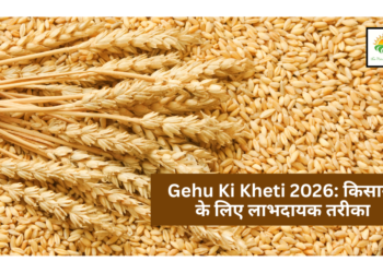 Gehu Ki Kheti