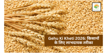 Gehu Ki Kheti