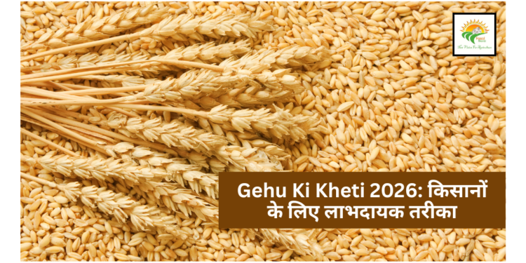 Gehu Ki Kheti