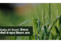 Gehu Ki Kheti