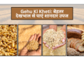 Gehu Ki Kheti