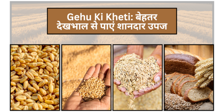 Gehu Ki Kheti