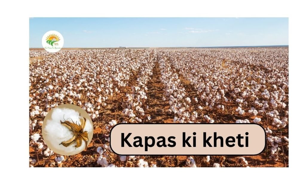 Kapas ki kheti