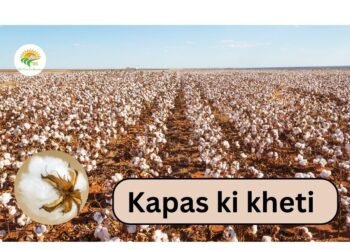 kapas ki kheti