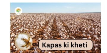 kapas ki kheti