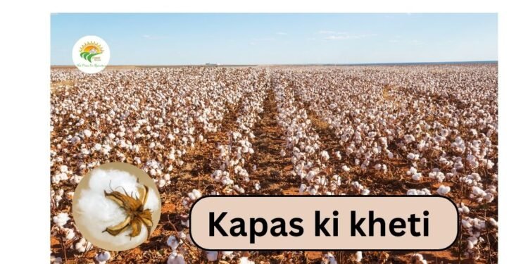 kapas ki kheti