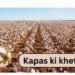 kapas ki kheti
