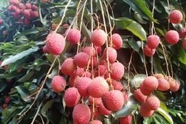 असम की जीआई-टैग तेजपुर लीची ने दुबई में बनाई पहचान, एपीईडीए ने पहली निर्यात खेप को दी मंजूरी