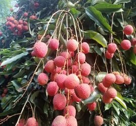 असम की जीआई-टैग तेजपुर लीची ने दुबई में बनाई पहचान, एपीईडीए ने पहली निर्यात खेप को दी मंजूरी