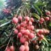 असम की जीआई-टैग तेजपुर लीची ने दुबई में बनाई पहचान, एपीईडीए ने पहली निर्यात खेप को दी मंजूरी