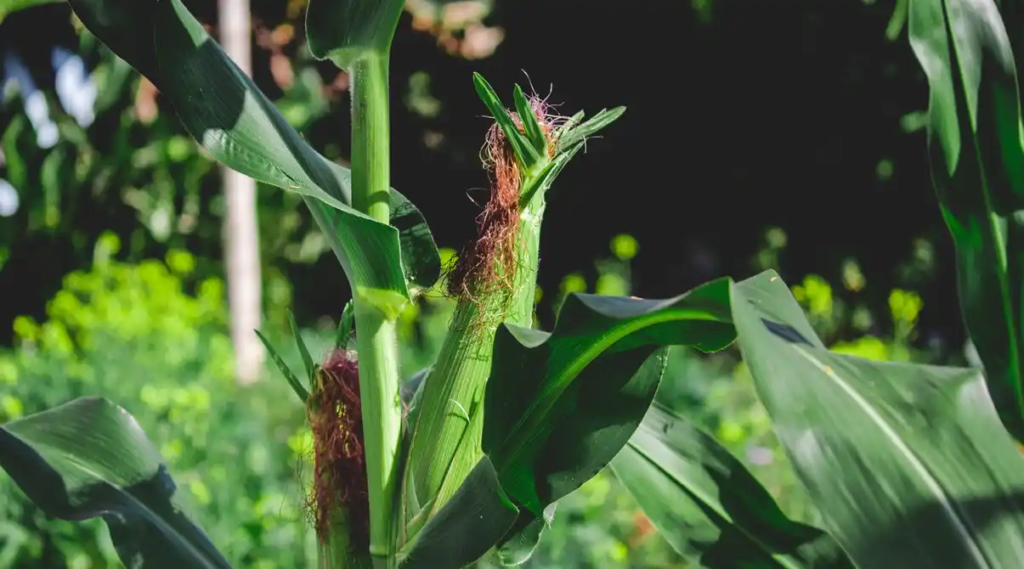 Maize Farming