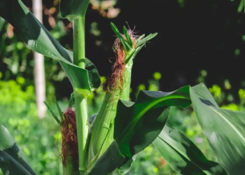 Maize Farming