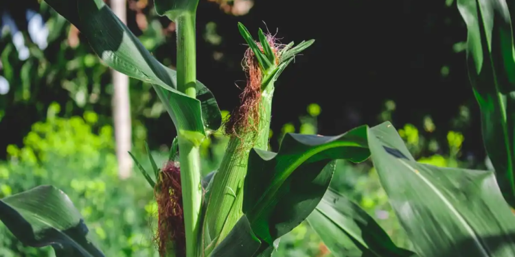 Maize Farming