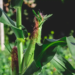 Maize Farming