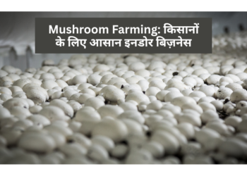 Mushroom Farming