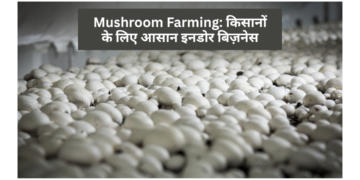 Mushroom Farming