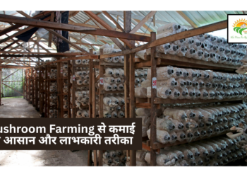 Mushroom Farming