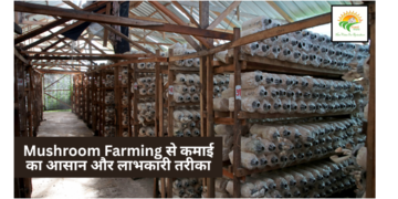 Mushroom Farming