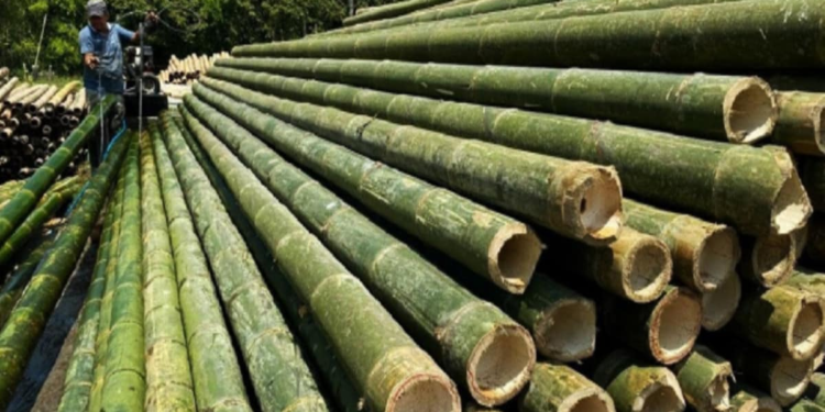 National Bamboo Mission 2026