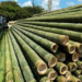 National Bamboo Mission 2026