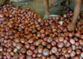 Onion Procurement