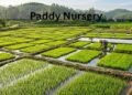 Paddy Nursery