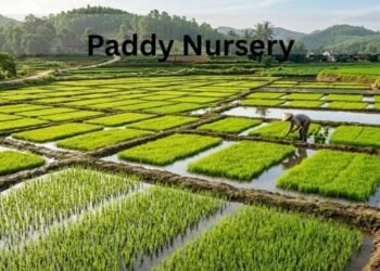 Paddy Nursery