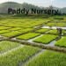 Paddy Nursery