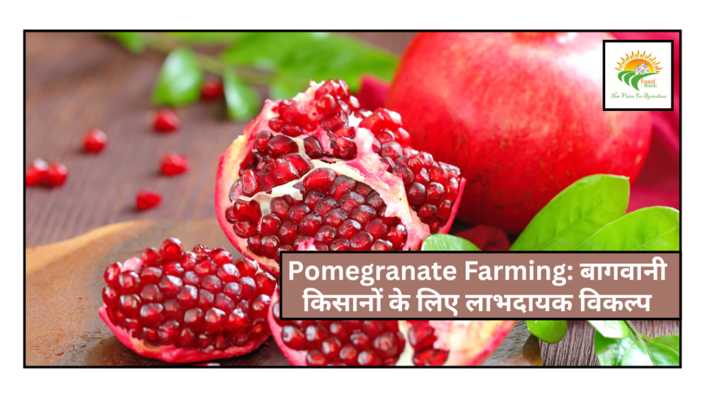 Pomegranate Farming