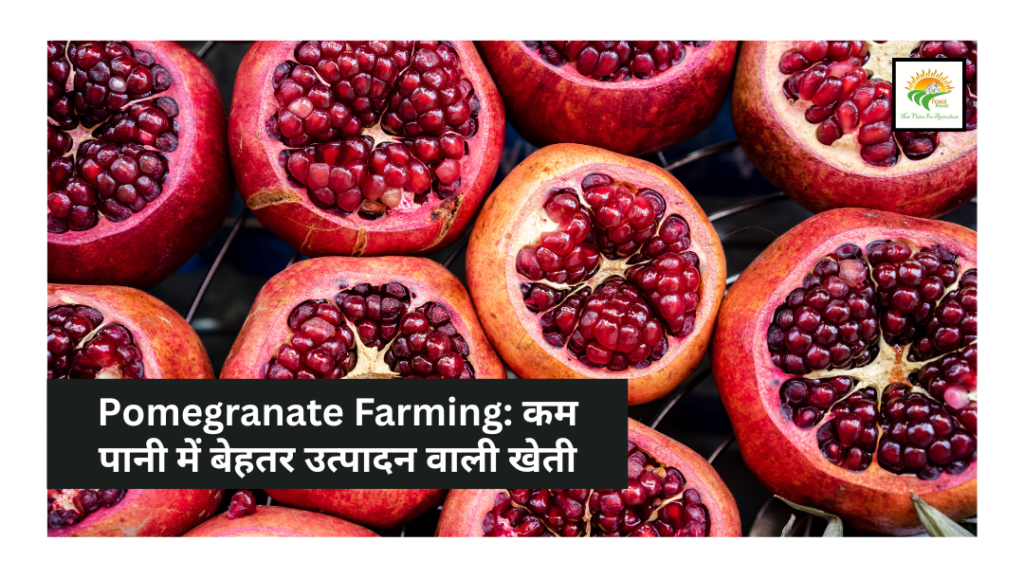 Pomegranate Farming