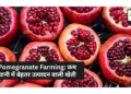 Pomegranate Farming