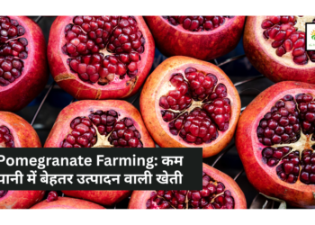 Pomegranate Farming