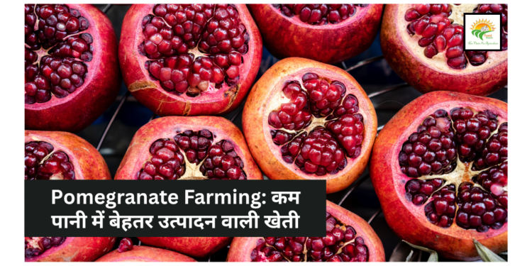 Pomegranate Farming