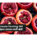 Pomegranate Farming