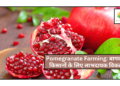 Pomegranate Farming