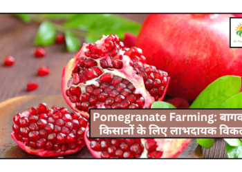 Pomegranate Farming
