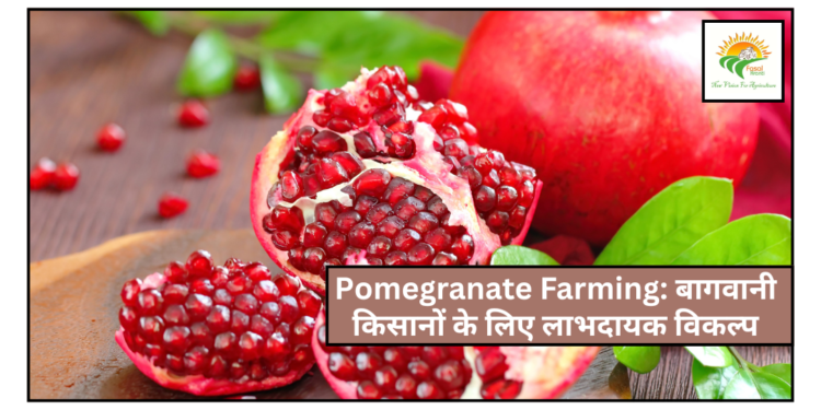 Pomegranate Farming