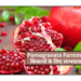 Pomegranate Farming