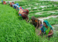 Rashtriya Krishi Neeti