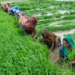 Rashtriya Krishi Neeti
