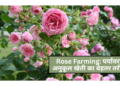 Rose Farming