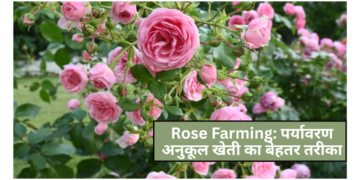 Rose Farming