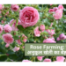 Rose Farming