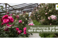 Rose Farming