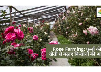 Rose Farming