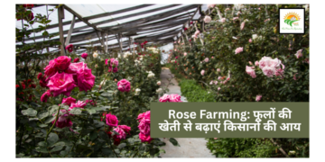 Rose Farming