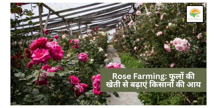Rose Farming