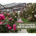 Rose Farming