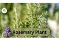 Rosemary plant