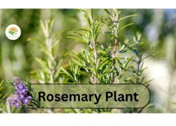 Rosemary plant